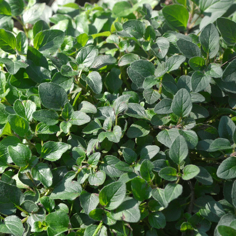 Close up of an oregano plant.