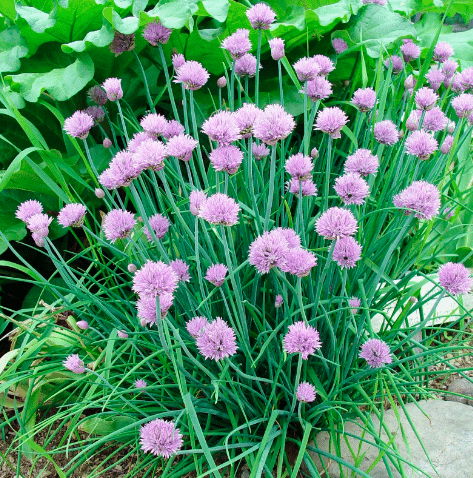 A mass of lavender chive flowers growing on a chive plant.