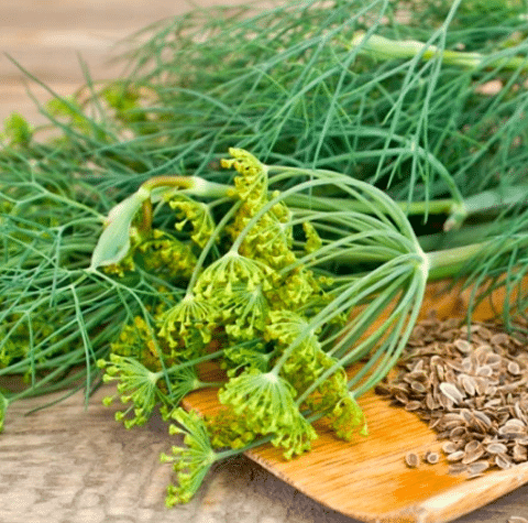 Close up of a dill flower, dill levs, & dill seeds.
