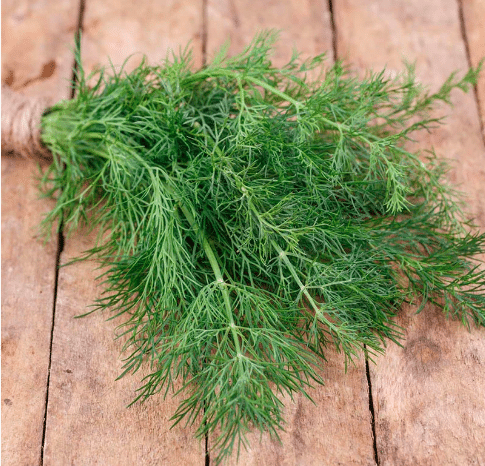 A small bunch of dill tied with jute twine.