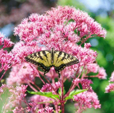 A yellow butterfly on a pink joe pye weed flower.