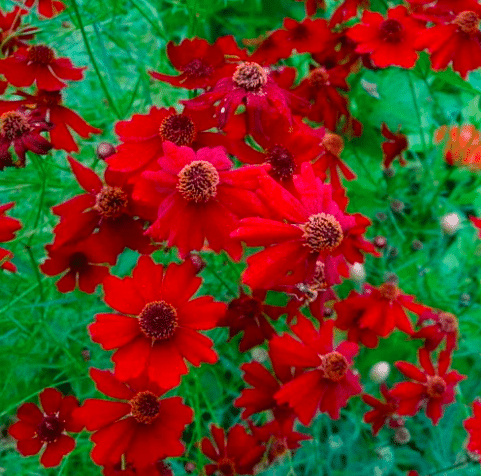 Close up of red coreopsis flowers.