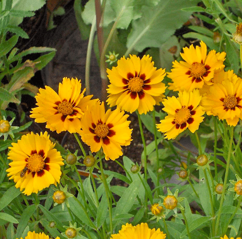 Close up of yellow & deep red coreopsis flowers.