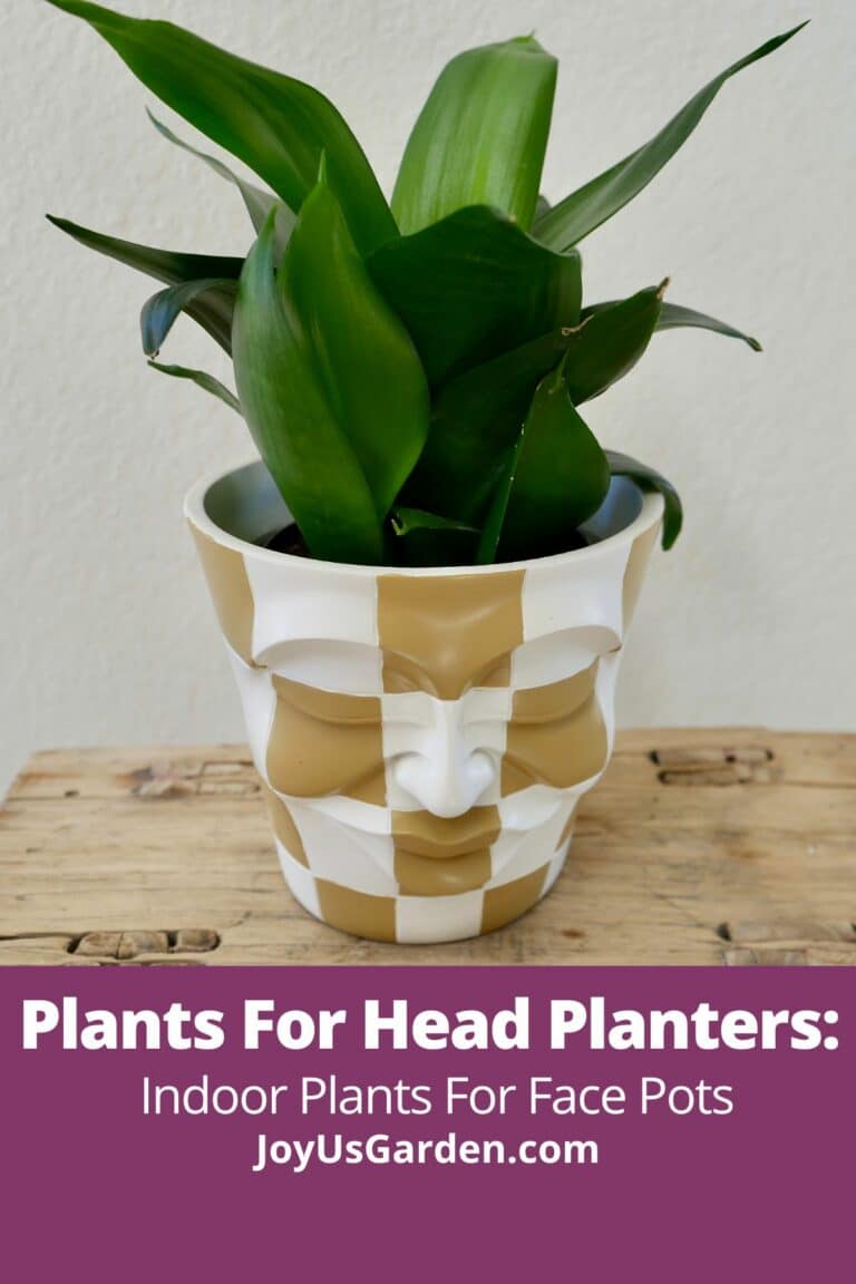Plants For Head Planters: Indoor Plants For Face Pots