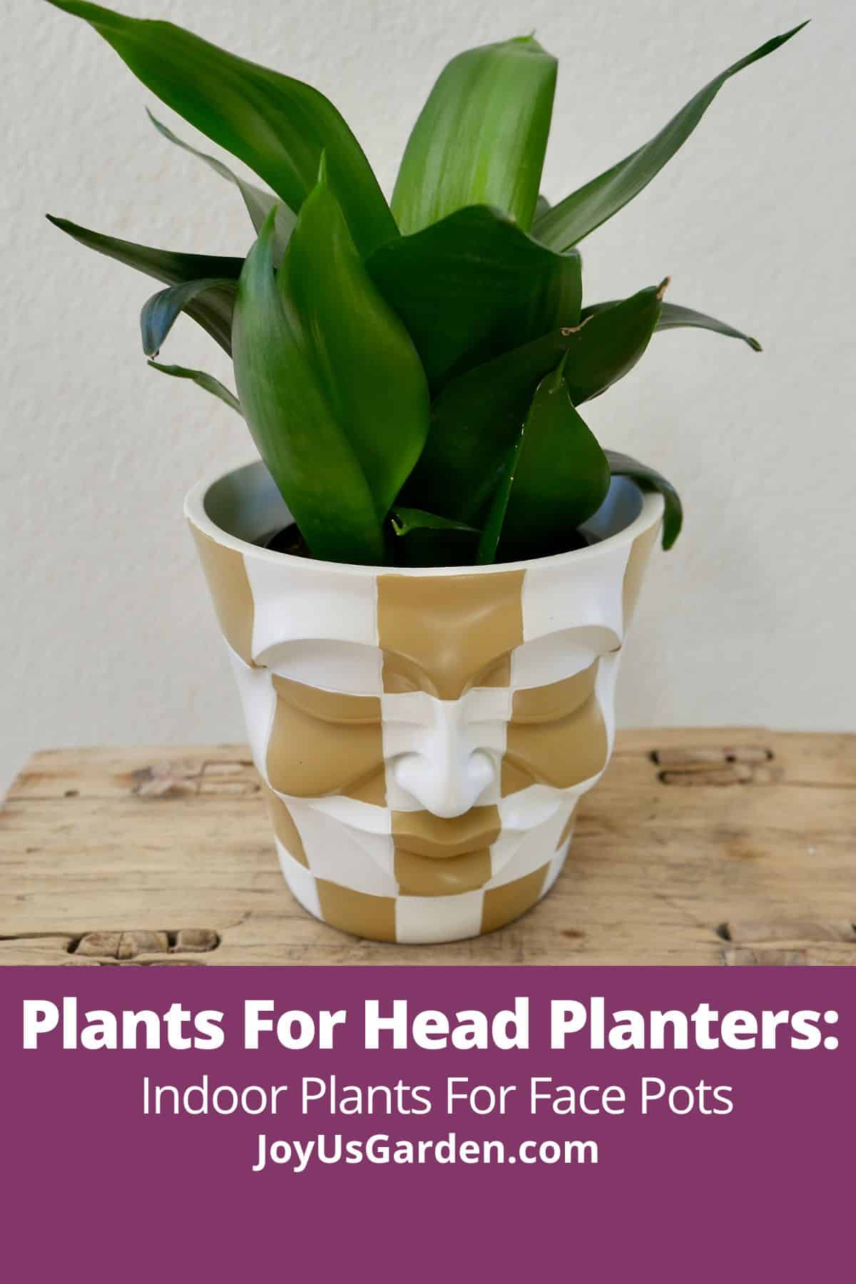 A small dark green snake plant in a checkered head planter text reads plants for head planters: indoor plants for face pots joyusgarden.com.