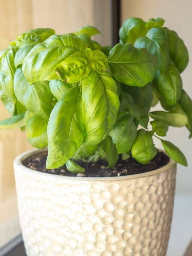 Your Guide On Growing Herbs Indoors