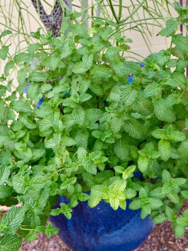 How to Grow an Herb Garden in Pots