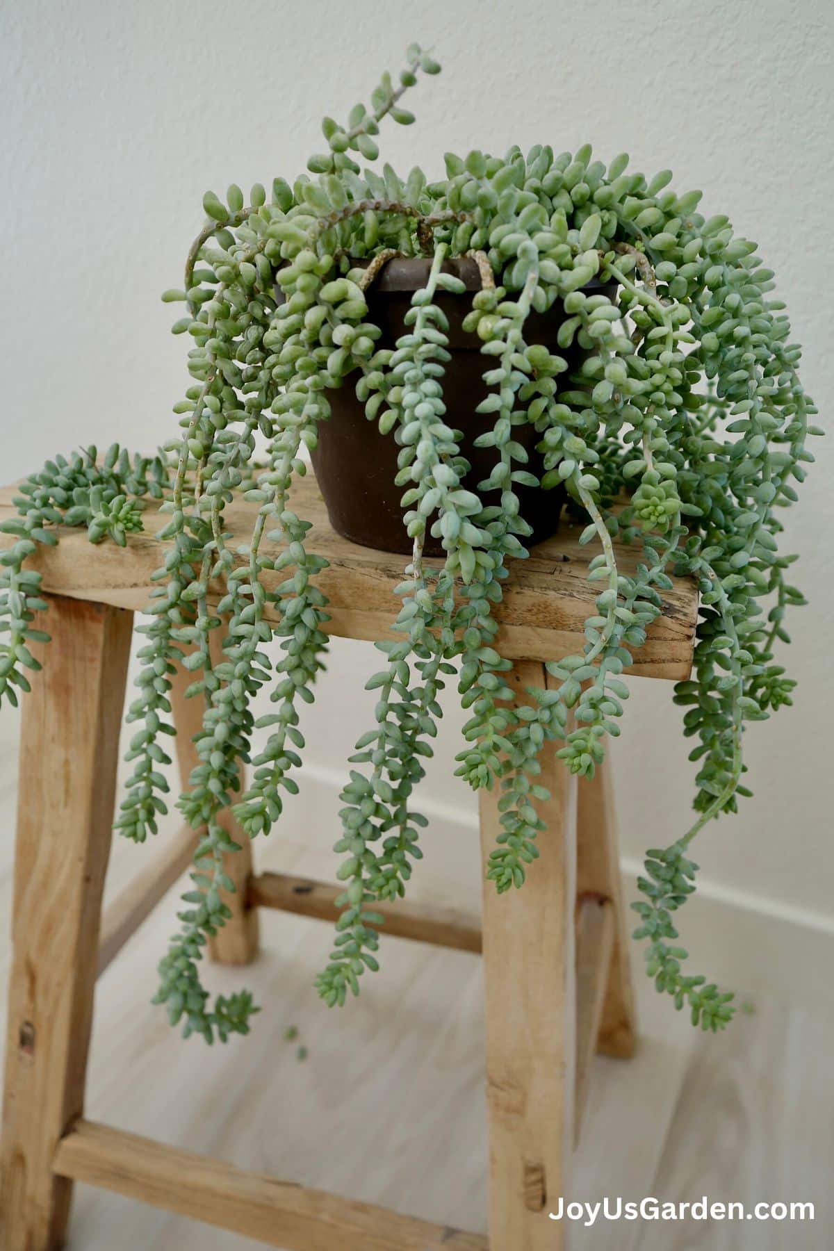 Donkey tail cactus growing indoors in wooden stools, long trails hanging over the plastic pot.