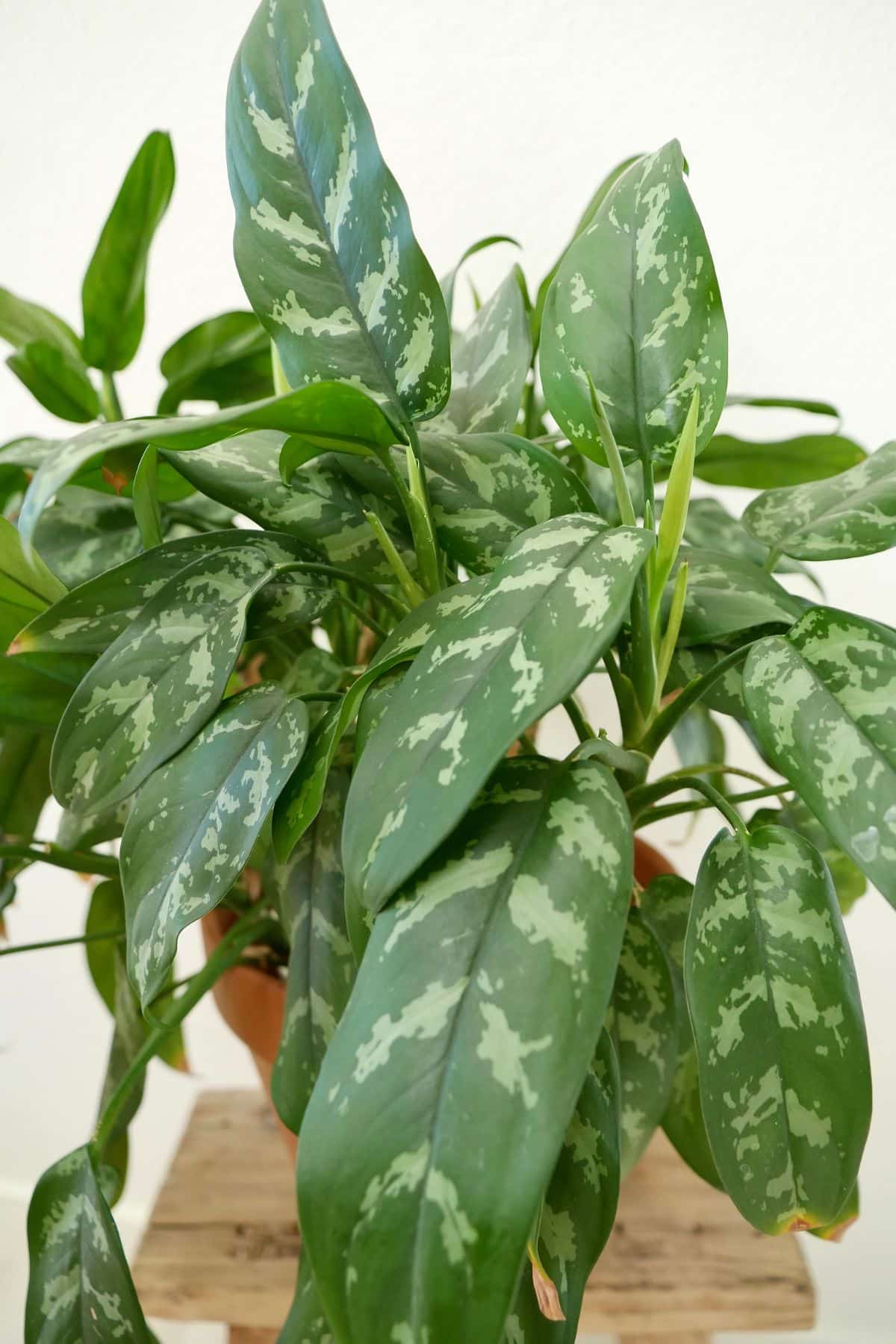 Close-up of the foliage of an Aglaonema Maria growing. in a bright room, new leaves starting to unfurl. 