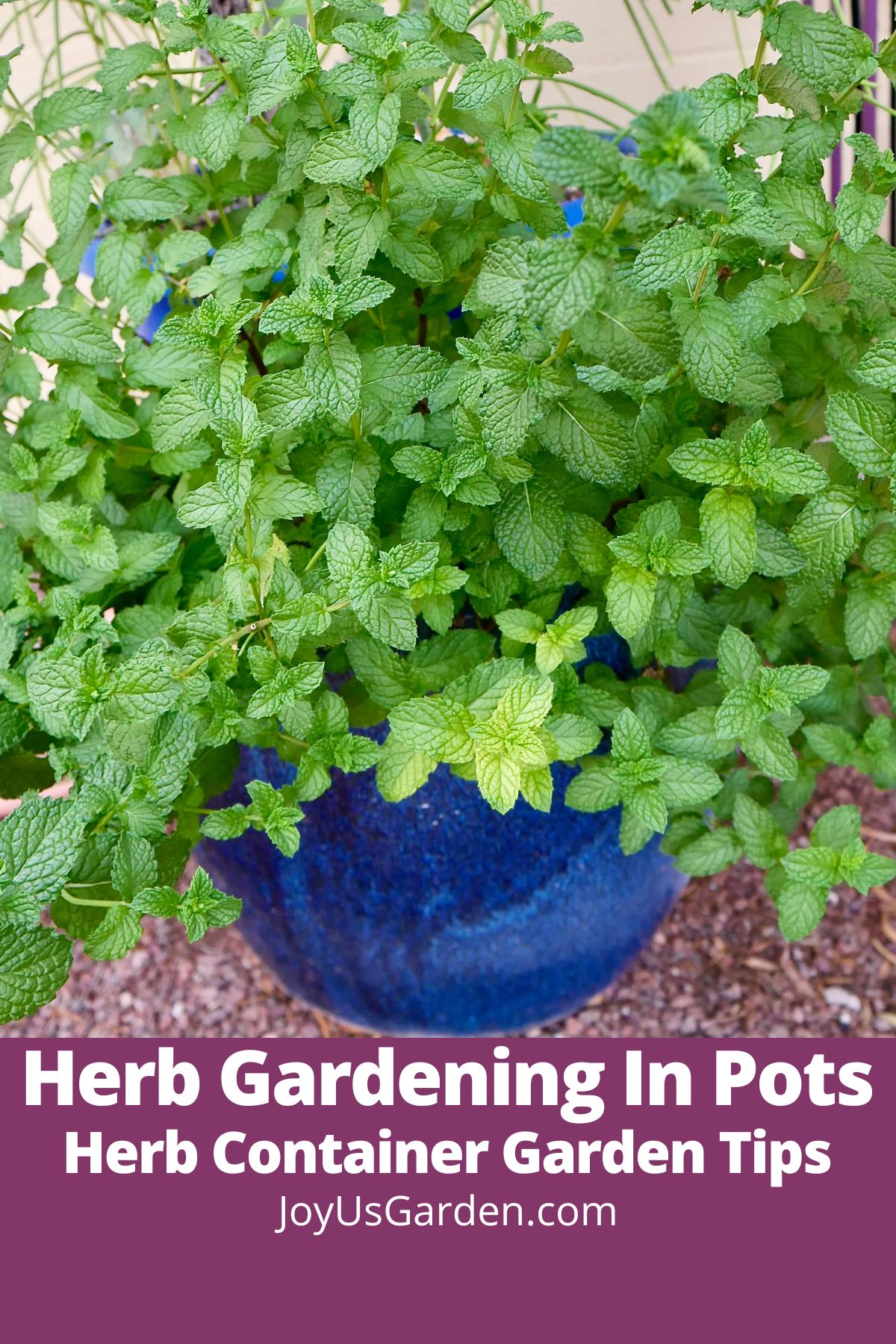 Mint growing in a blue ceramic pot outdoors, text reads herb gardening in pots herb container garden tips joyusgarden.com.