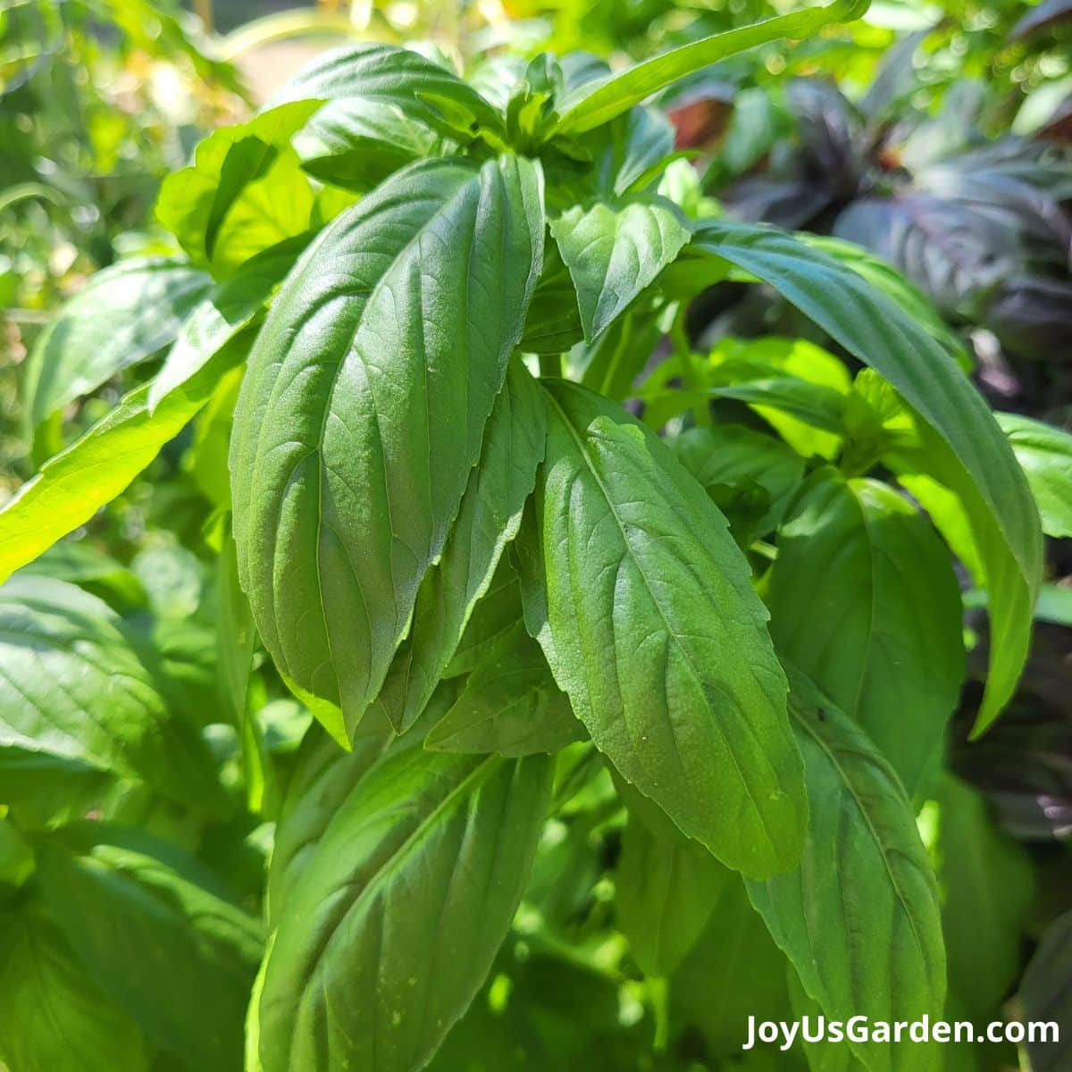 Close up of basil growing in a herb garden.