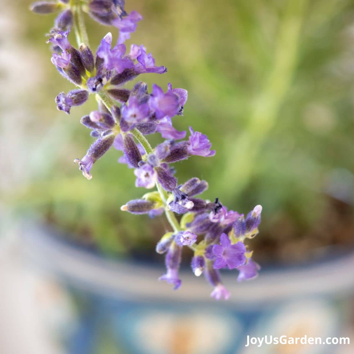 Close up photo of purple lavender flowers. 