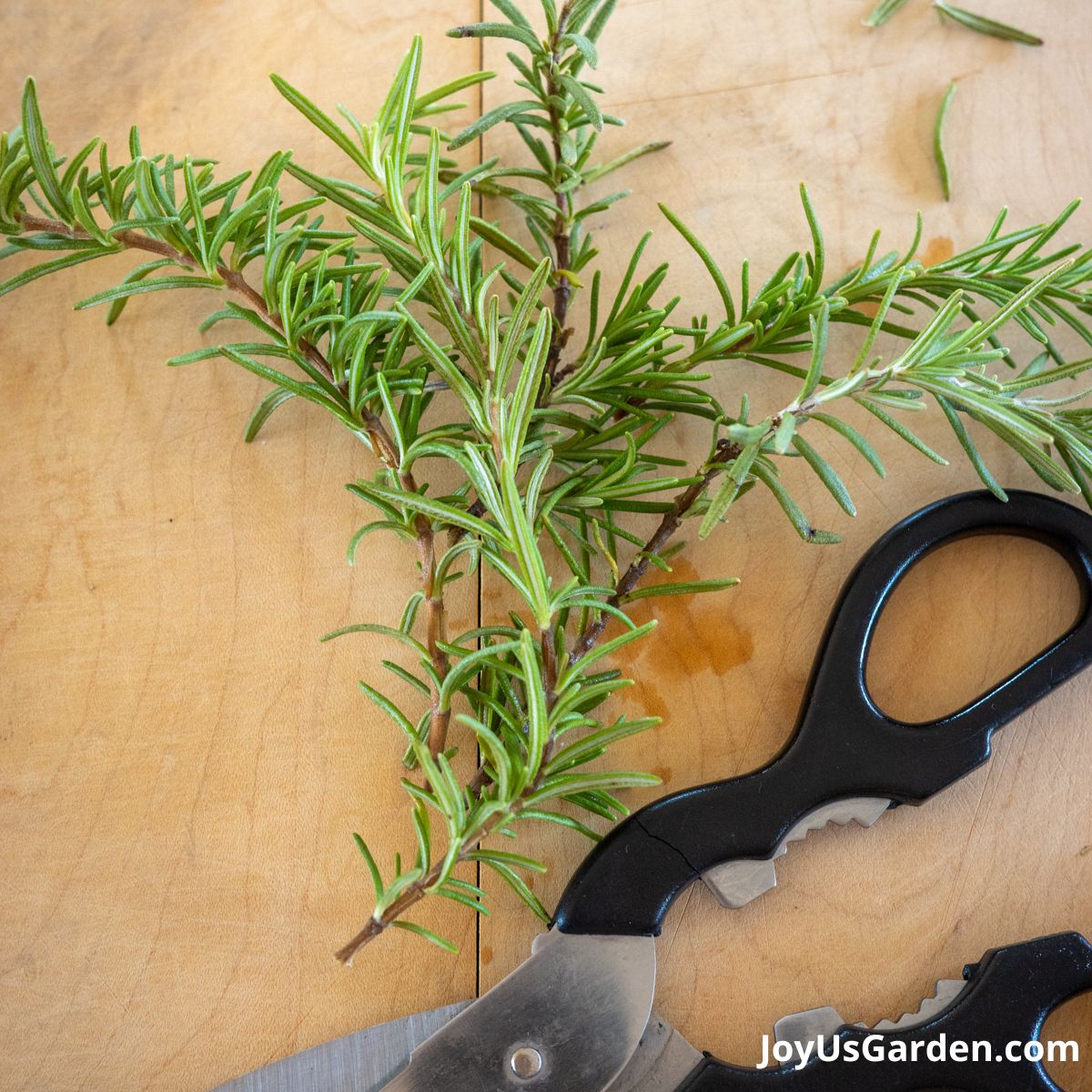 Freshly cut rosemary sprigs on a wooden cutting board with black scissors in the right hand corner of photo. 