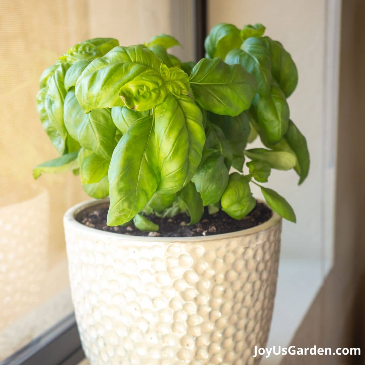 A basil is potted in a white ceramic pot and sits on a window ledge in a bright room. 
