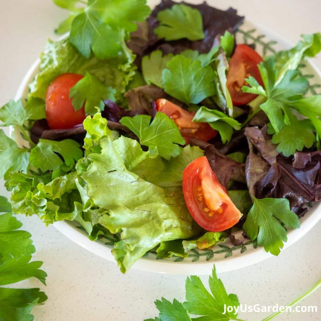 A salad with lettuce, tomato, and parsley sits atop a kitchen counter. 