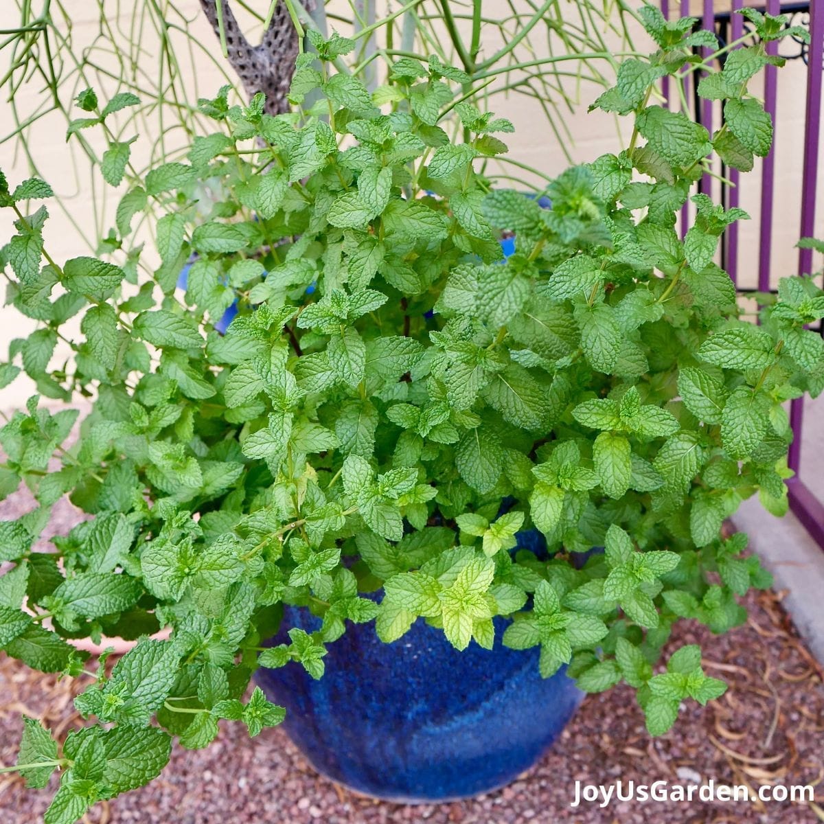 A spearmint plant growing in a blue ceramic pot outdoors.