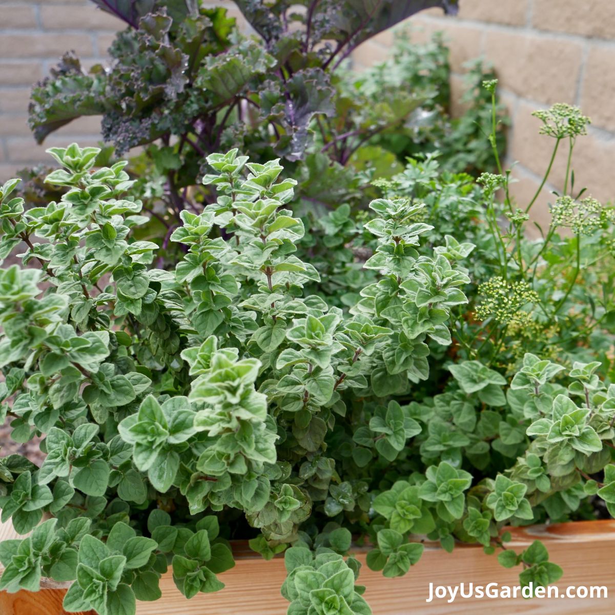 Close up of a greek oregano plant growing in a raised bed container. 