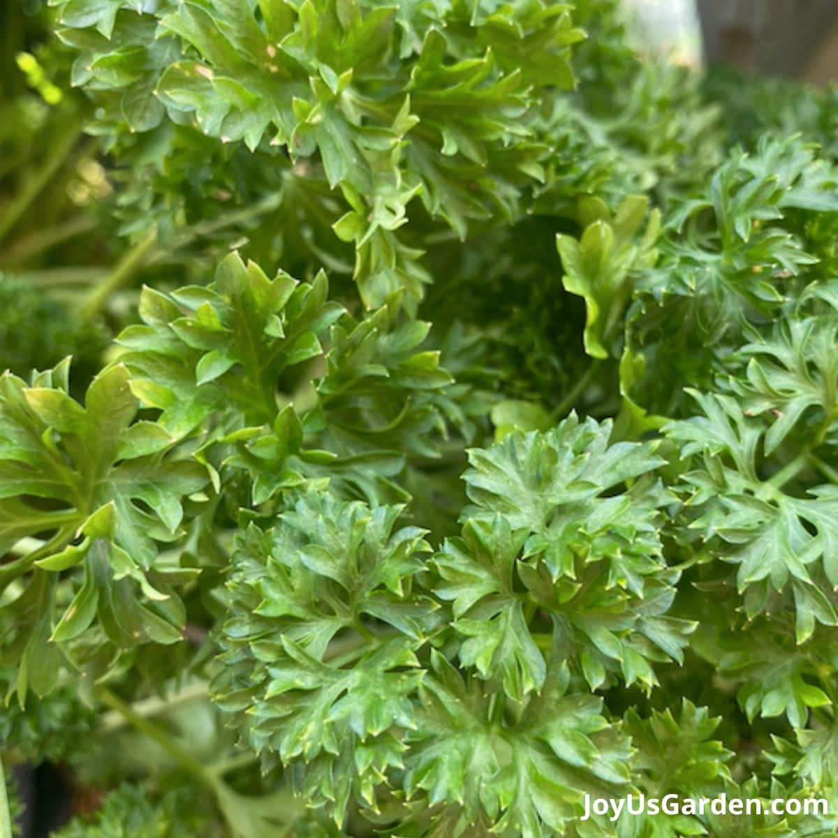 Close up of curly leaf parsley, an popular herb used for cooking.