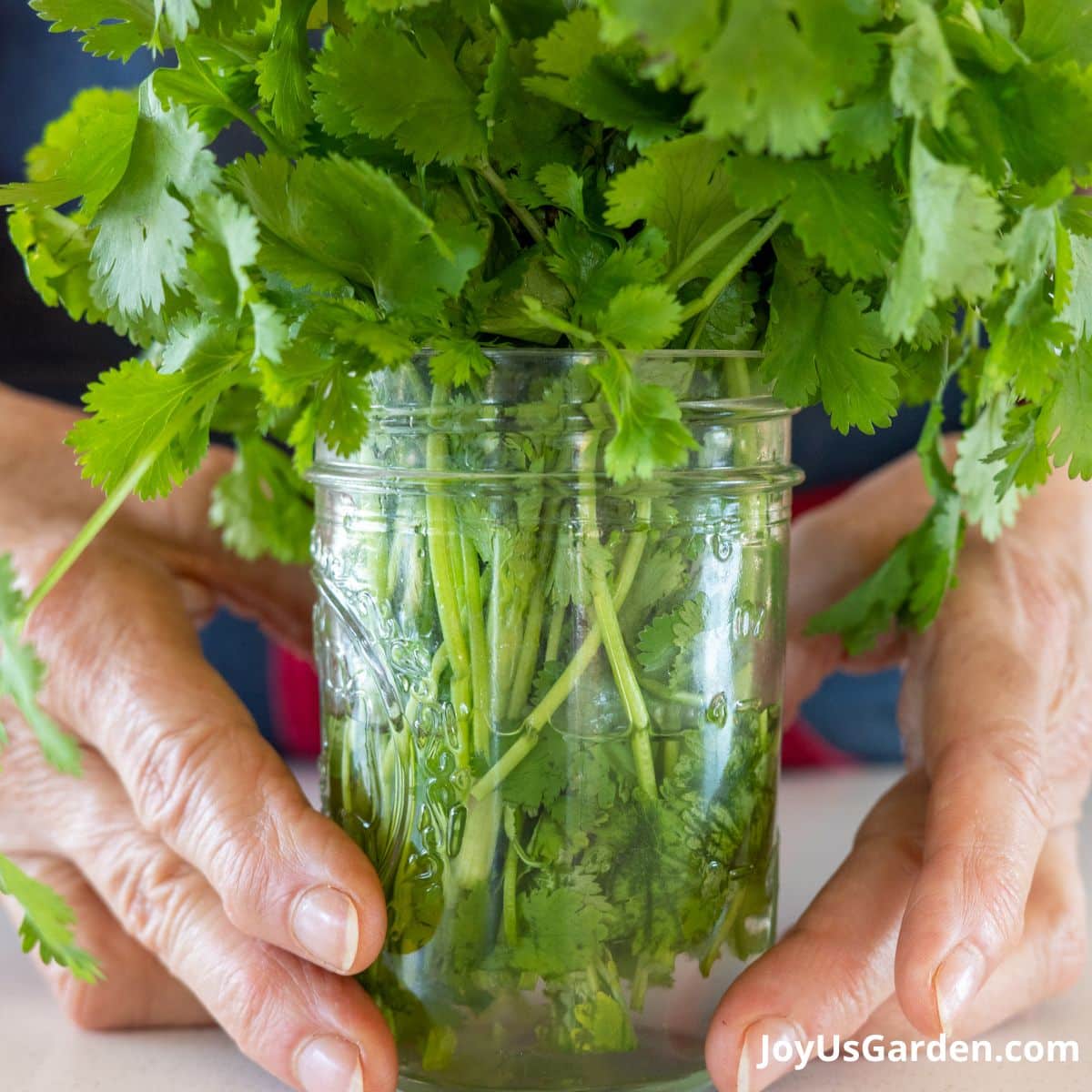 Parsley cuttings stored in water in a mason jar, woman holding the jar in kitchen.