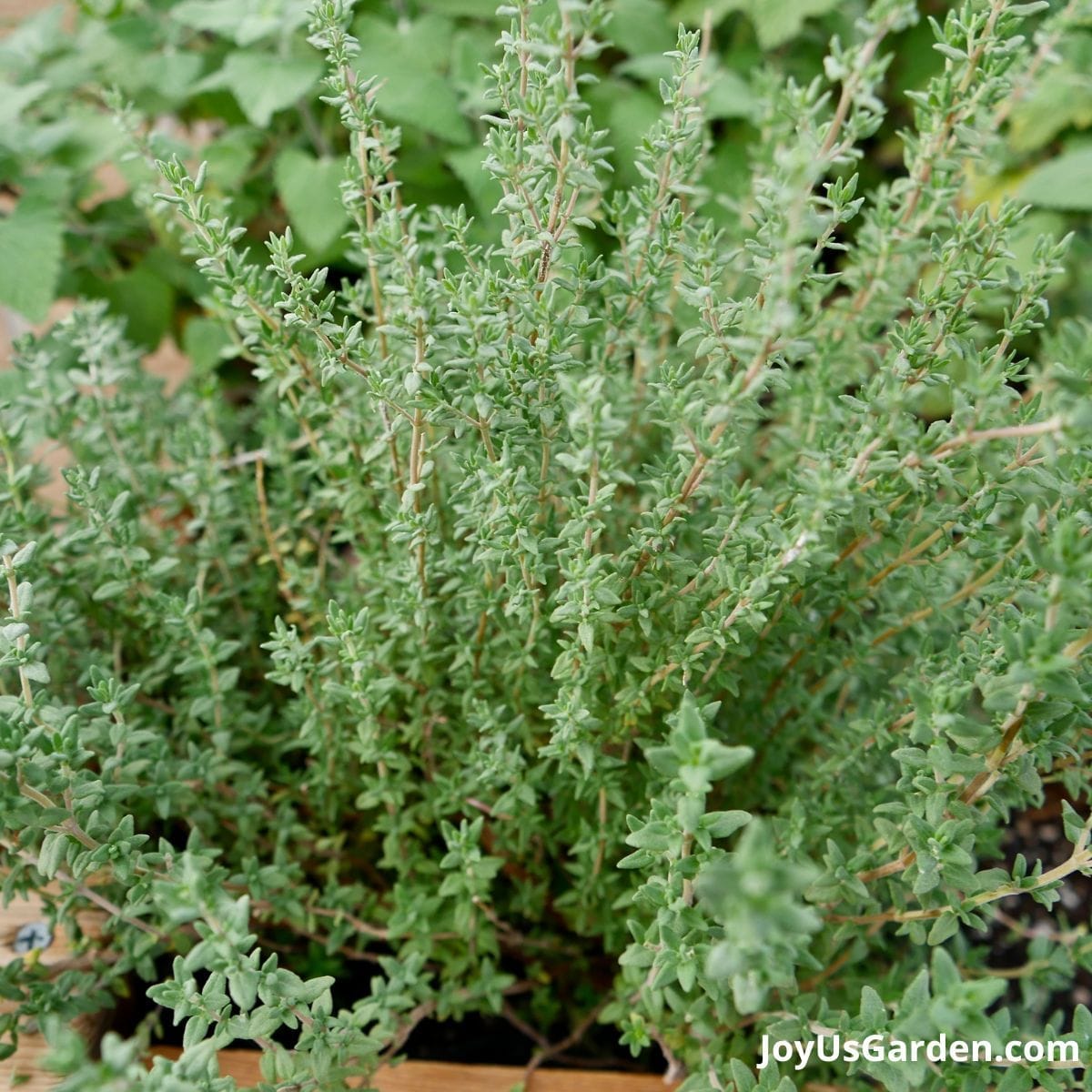Close up of a thyme growing in a rasied bed container.