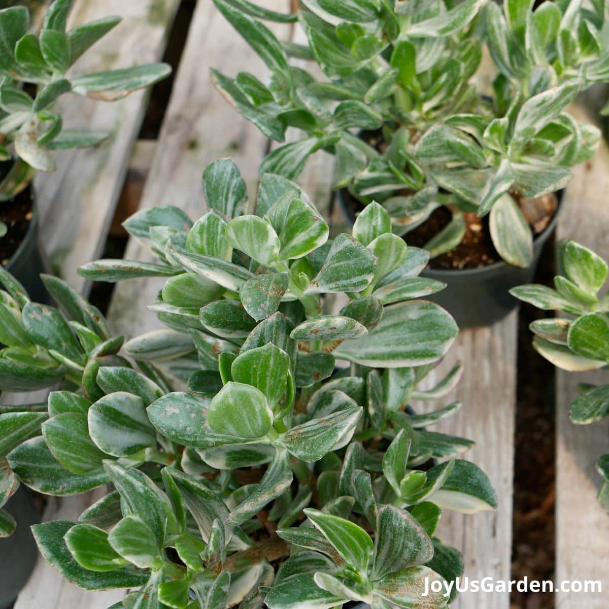 Close up on the foliage of a variegated jade plant growing in a plant nursery. 