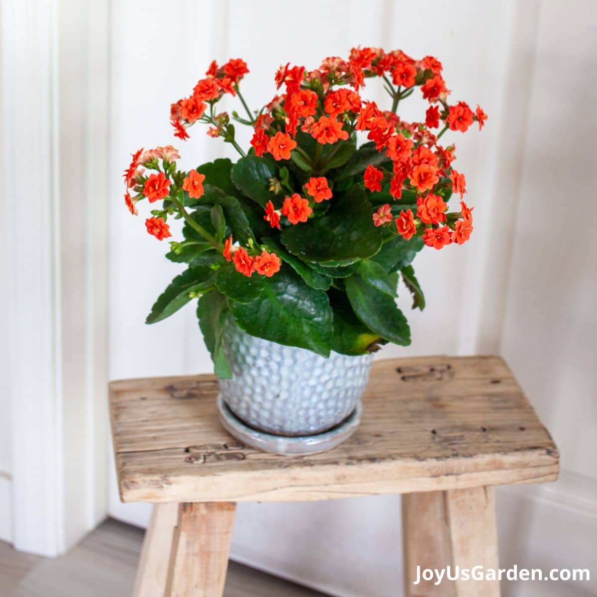 Reddish orange Kalanchoe in a white pot sitting atop a stool, growing indoors.