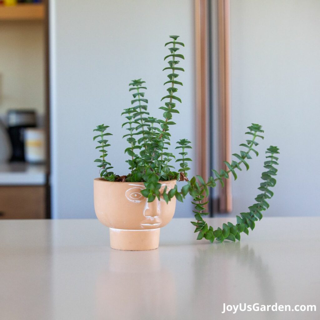 String of buttons planted in a clay faced pot shown indoors in a bright room.