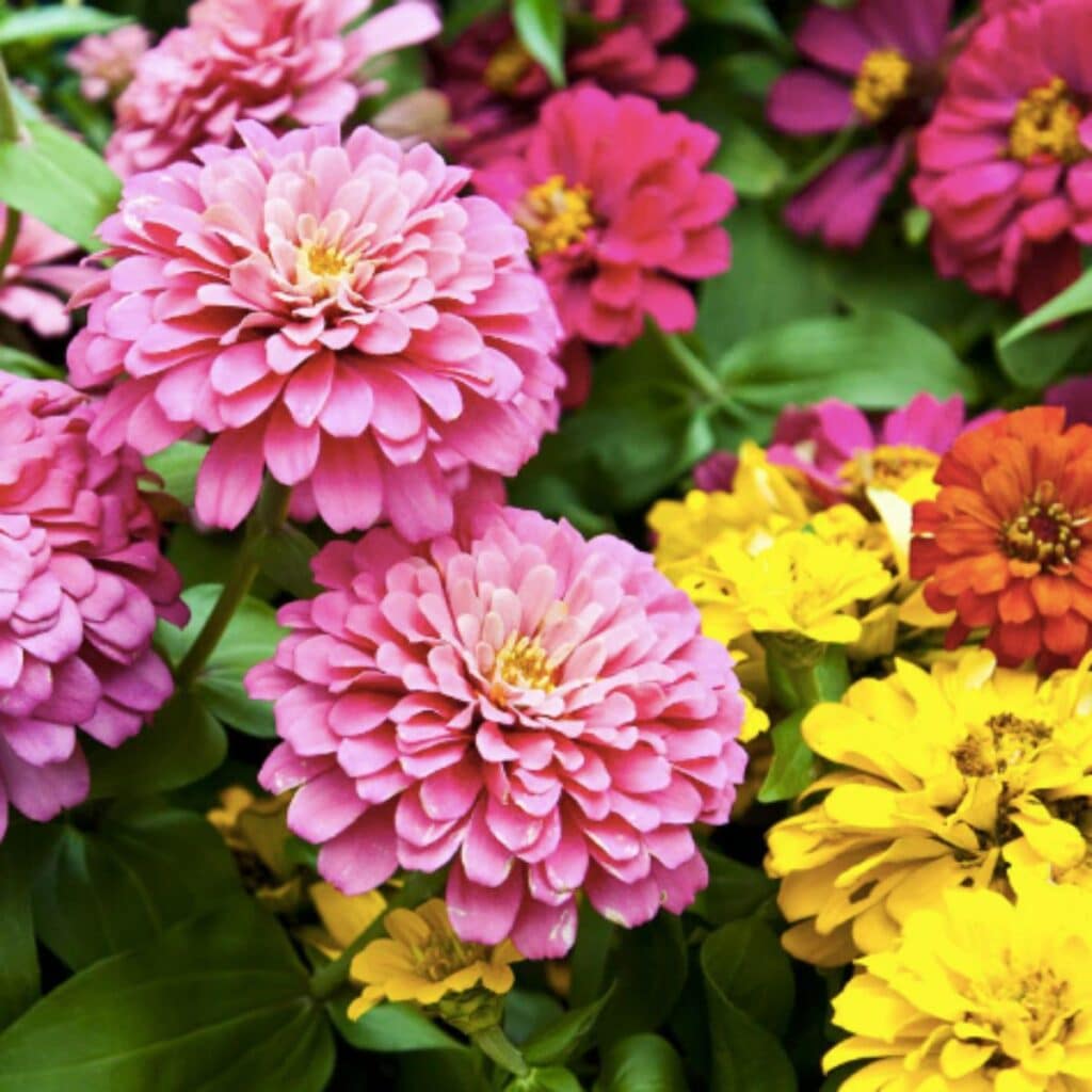 Zinnia flowers in shades of pink, yellow, & orange.