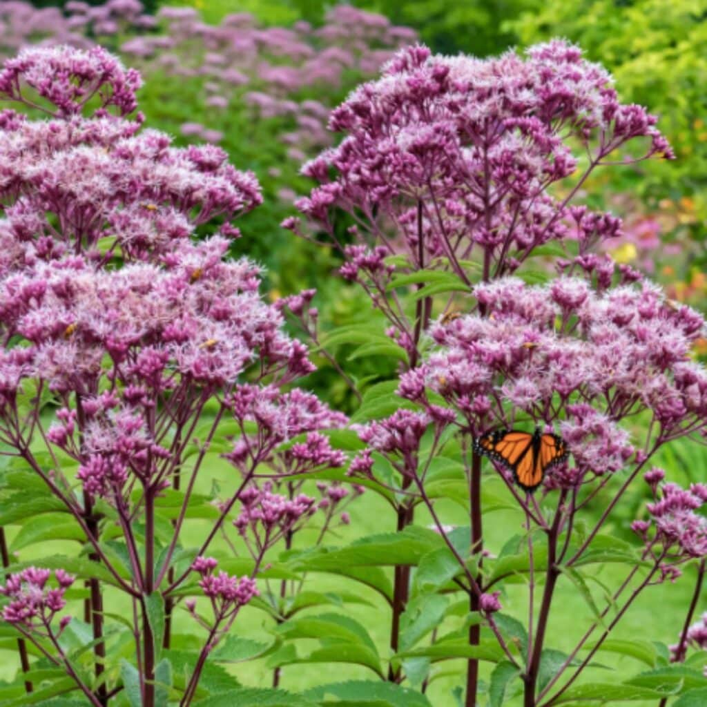 An orange butterfly on lavender joe pye weed flowers.