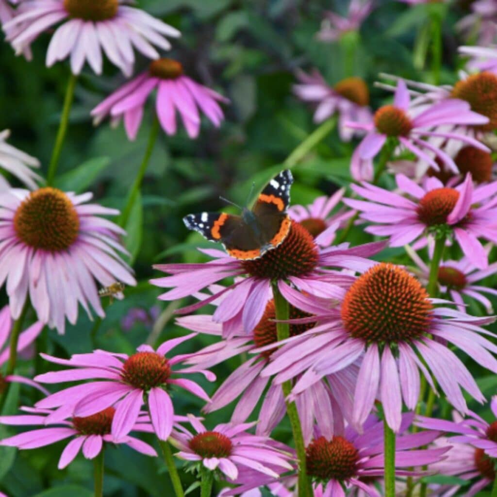 A butterfly sits on top of a purple coneflowers with many coneflowers surrounding it.