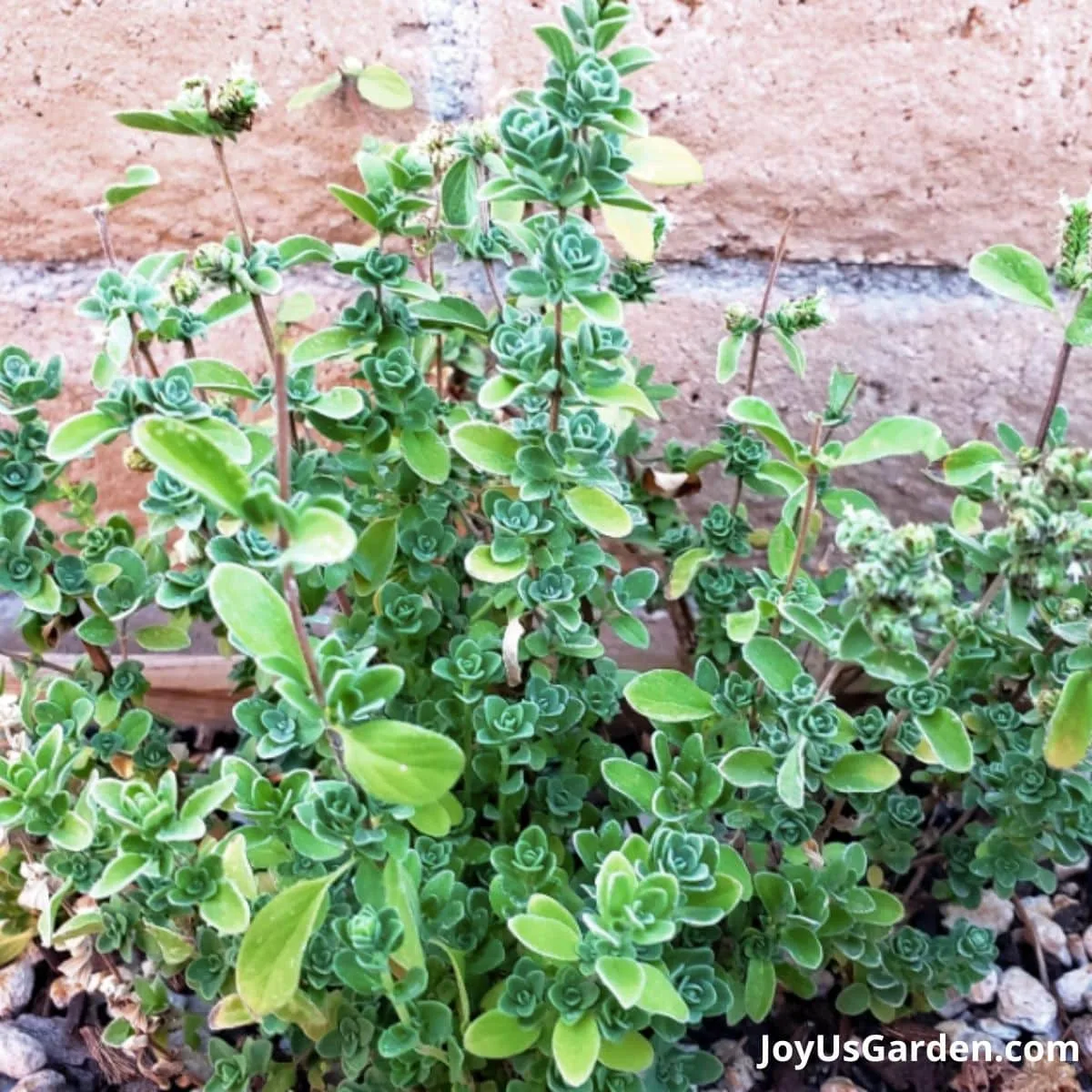 Marjoram growing outdoors in a raised wooden garden bed.