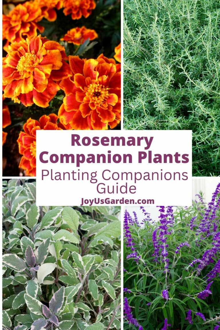 Rosemary Companion Plants: A Planting Companions Guide