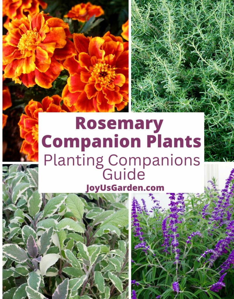 Four photo collage of rosemary companion plants, marigolds. rosemary, sage, and salvia, text reads Rosemary Companion Plants: A Planting Companions Guide joyusgarden.com.