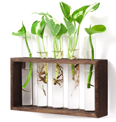 5 Test Tube Hanging Glass Planters with plant cuttings growing from amazon. 