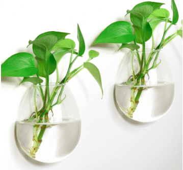 Glass Wall Hanging Planters with plant cuttings growing from amazon. 