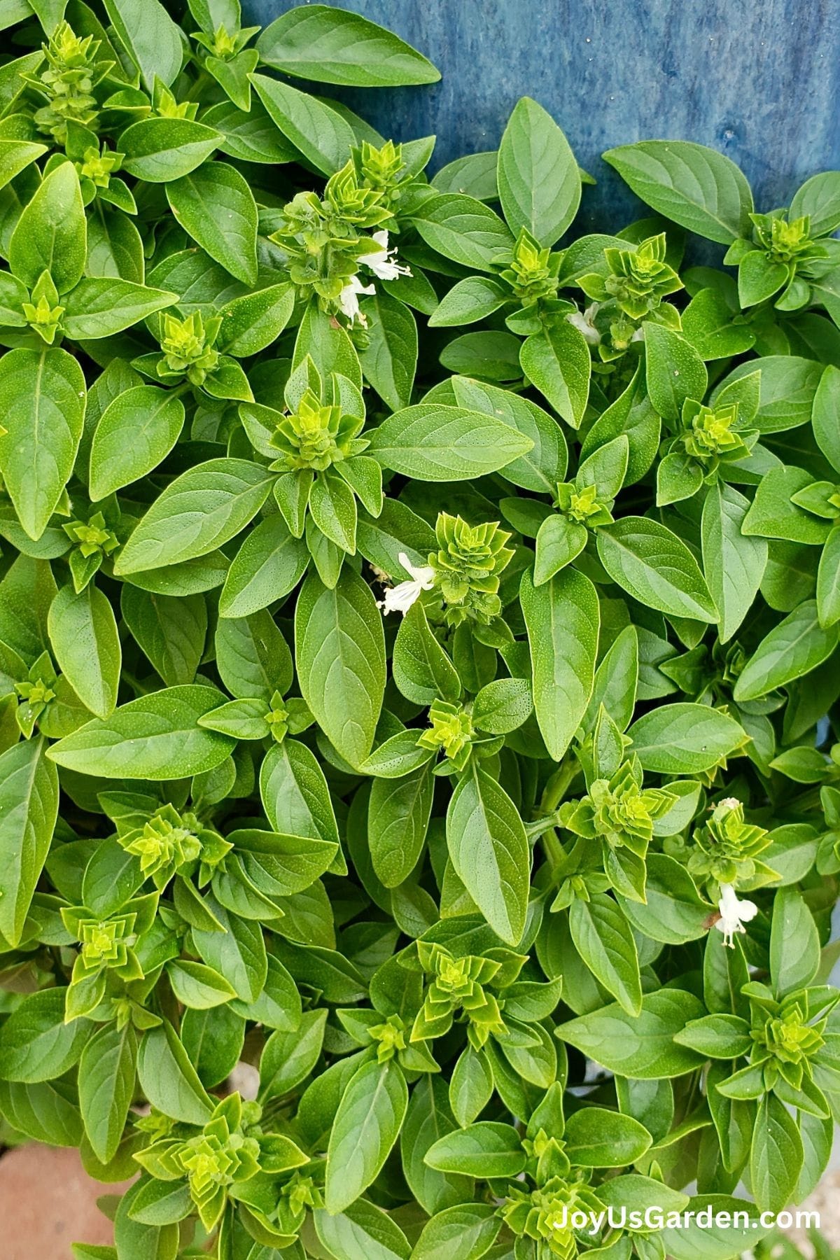How to Grow Basil Indoors Growing Guide in 2023