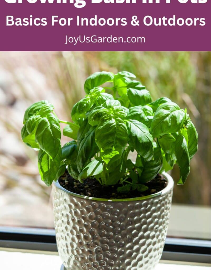 Basil sits on a window ledge in a brightly lit room, text reads growing basil in pots basic for indoors and outdoors joysugarden.com.