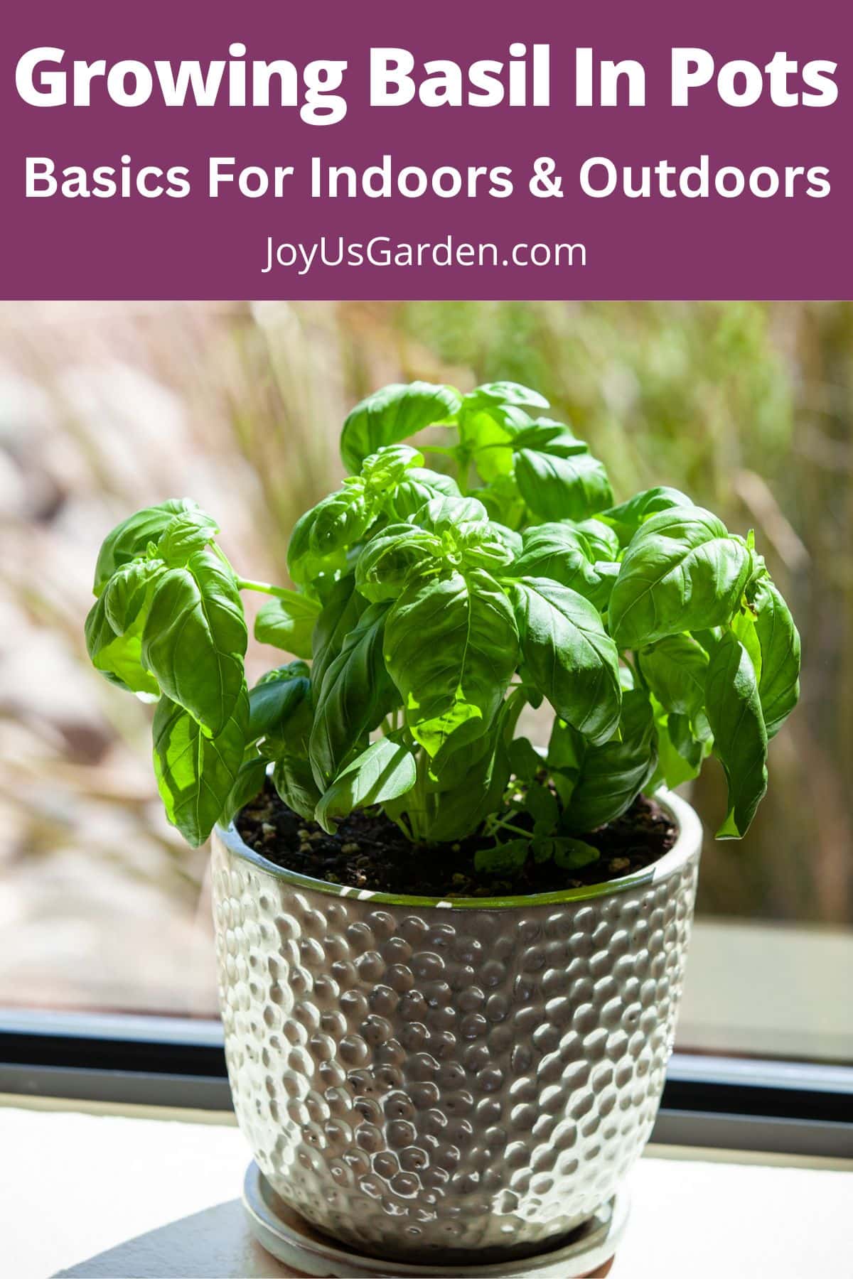 Order Herbs Living Basil Pot Organic