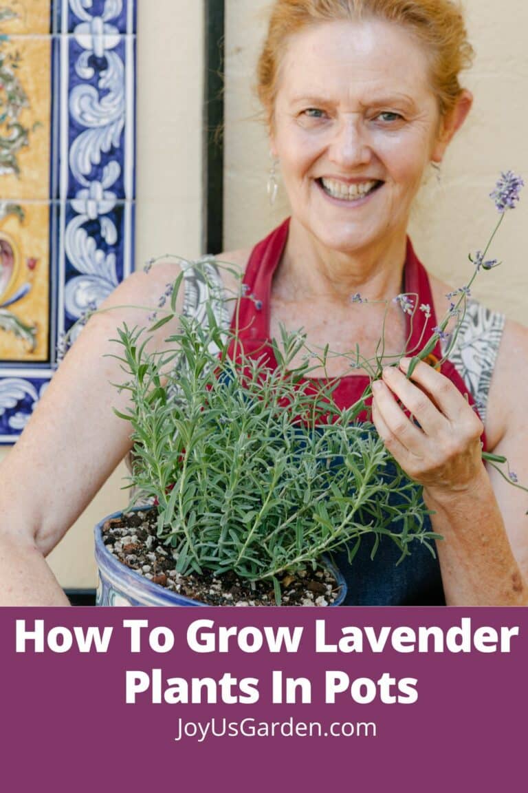 Potted Lavender: How To Grow Lavender Plants In Pots