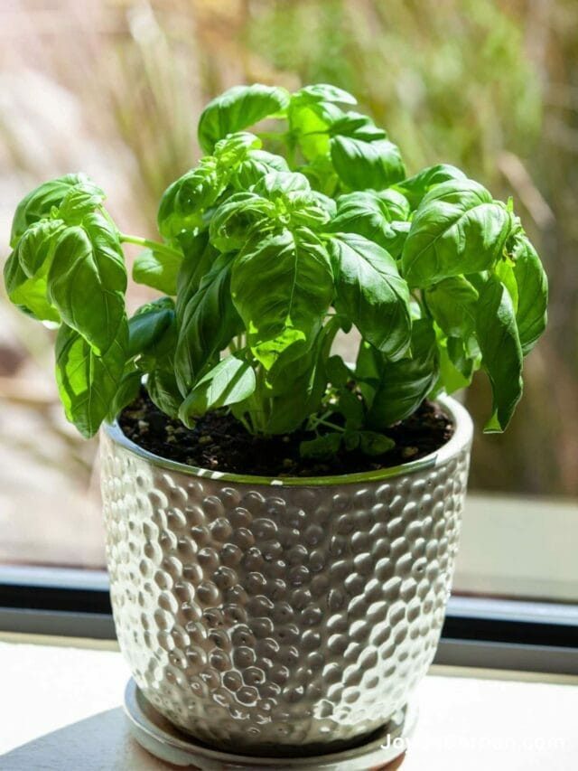 A Beginner’s Guide On Growing Basil In Pots