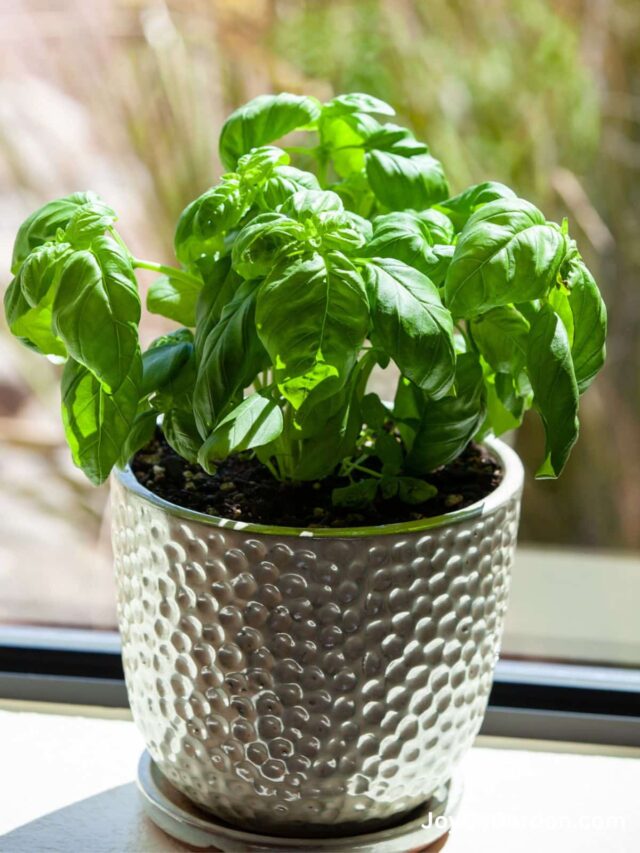 Basil in pot growing on a brightly lit window sill.