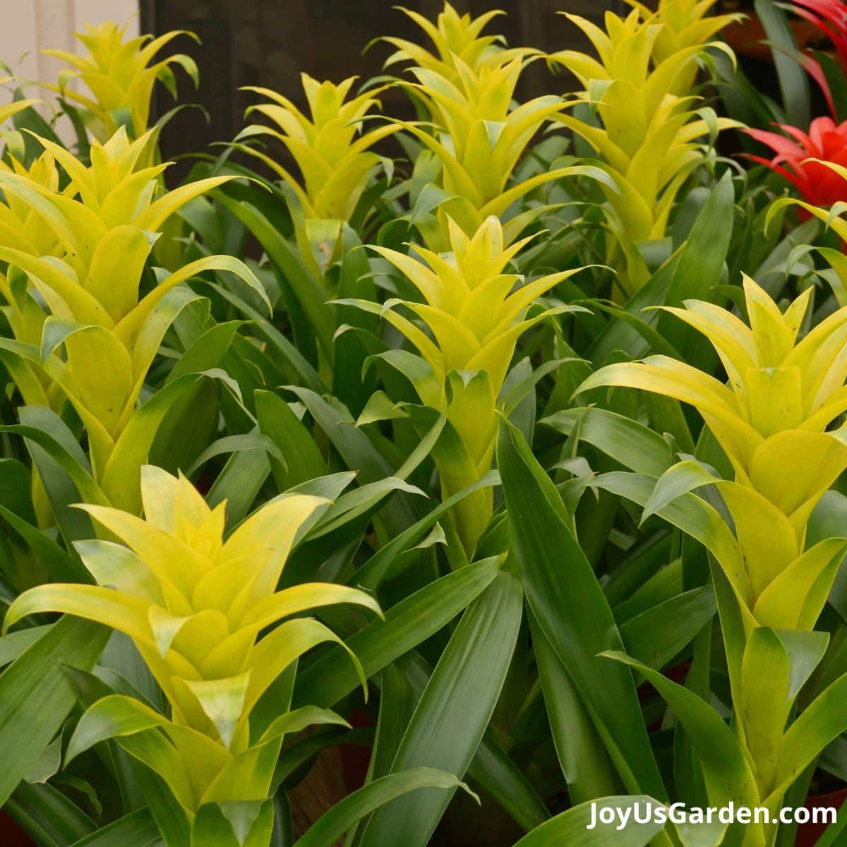 Bromeliad Care & Growing Guide )