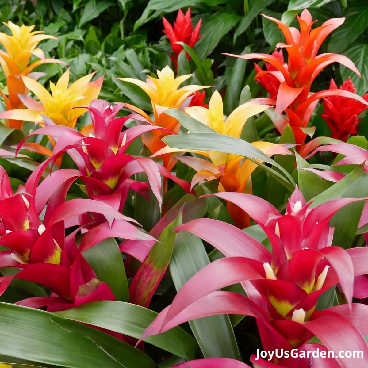 Bromeliad Care & Growing Guide )