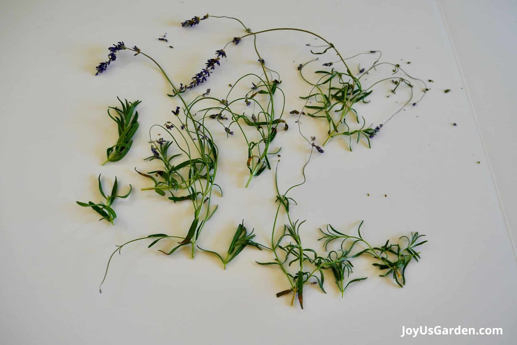 Pruned off pieces of a lavender plant sits on a kitchen counter.