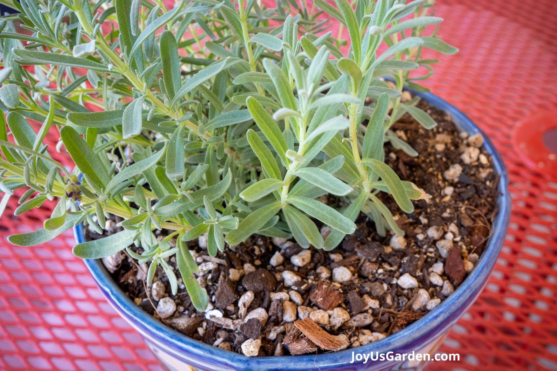 How To Grow Lavender In The Desert