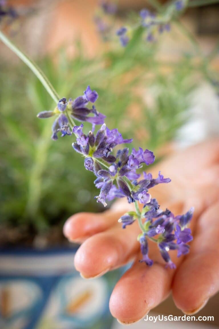 Hand showing off the flowers of a lavender plant growing in a pot.