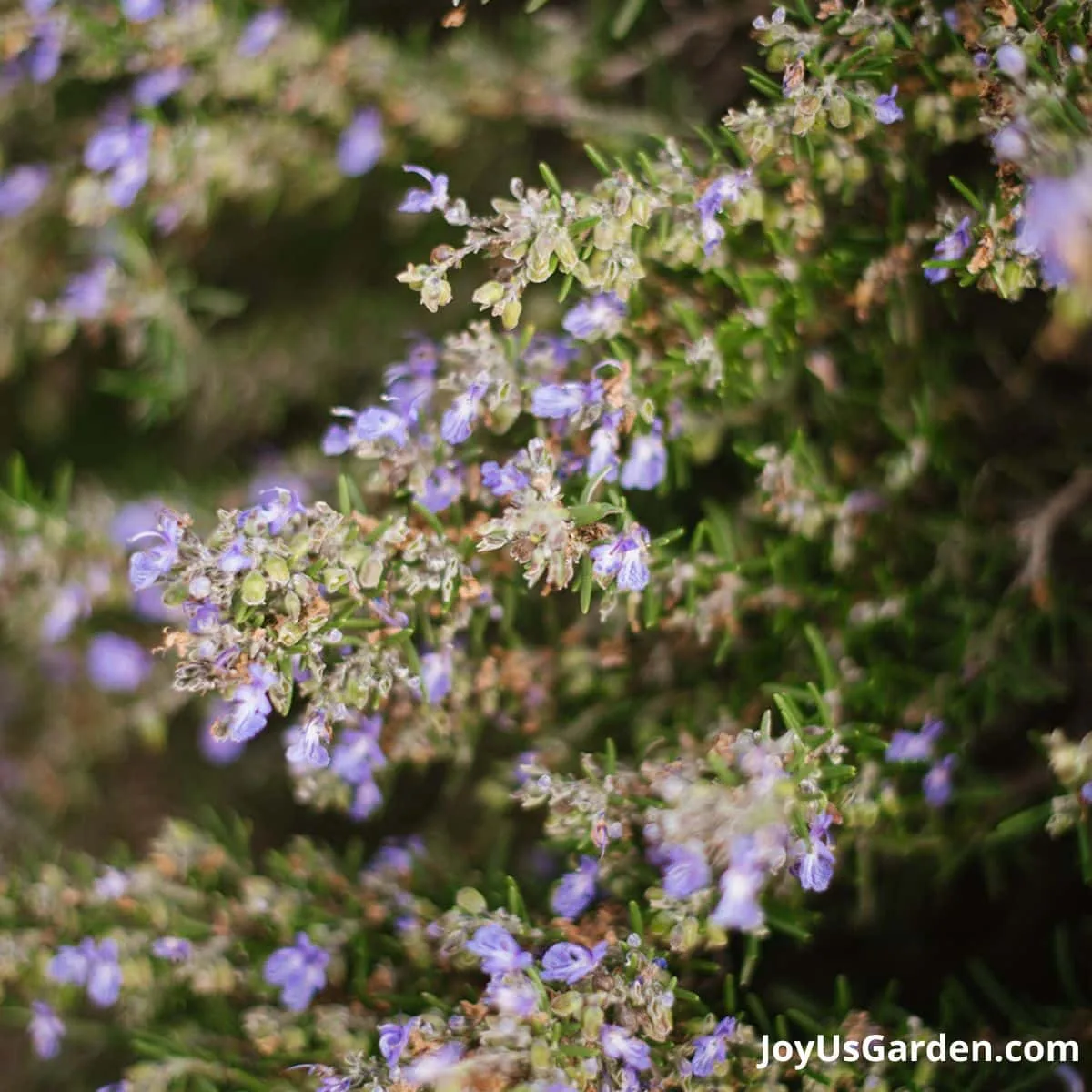 Close up of the purple flower blooms of a rosemary plant.
