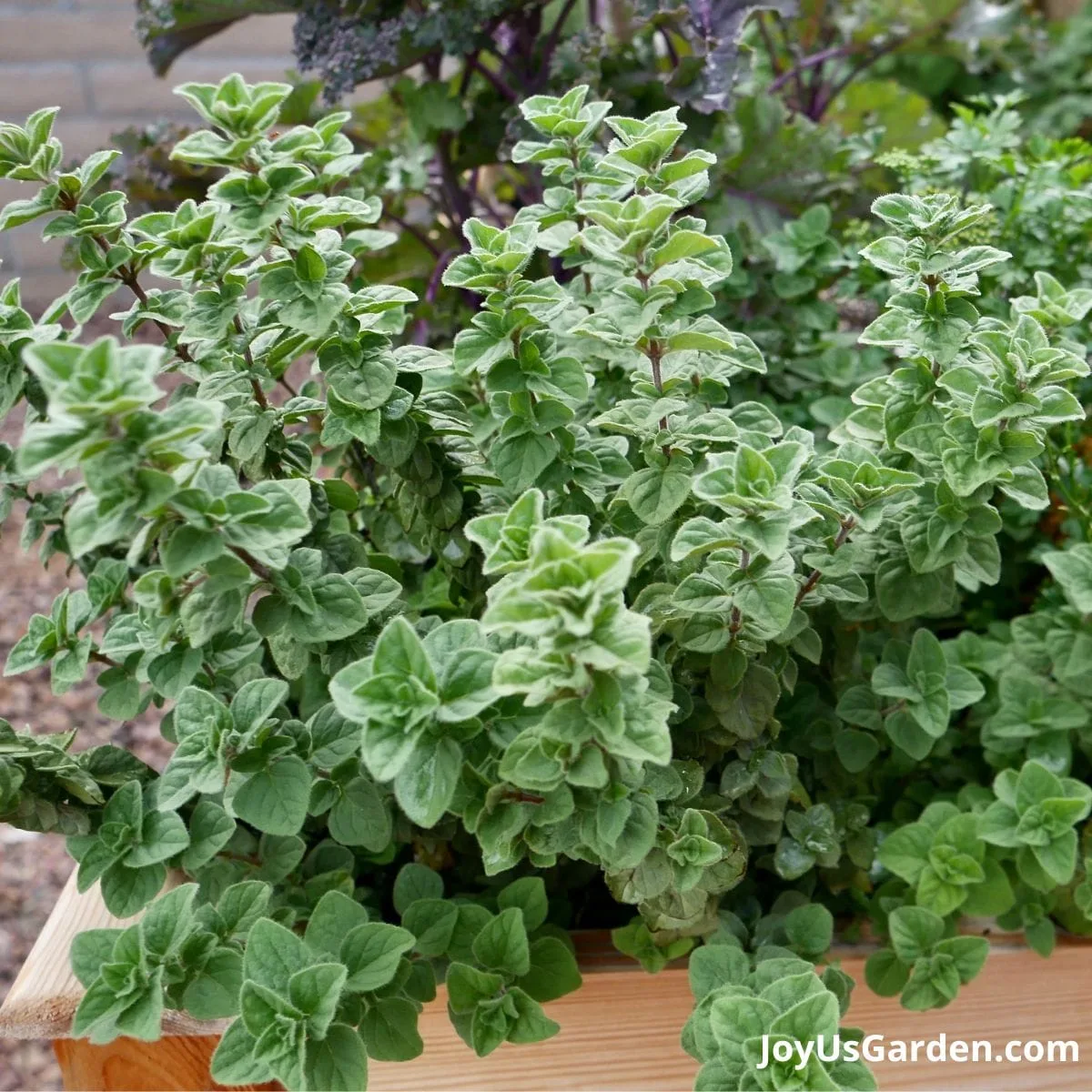 Oregano growing outdoors in a raised wooden garden bed.