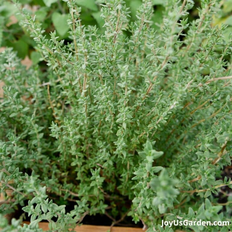 Rosemary Companion Plants A Planting Companions Guide