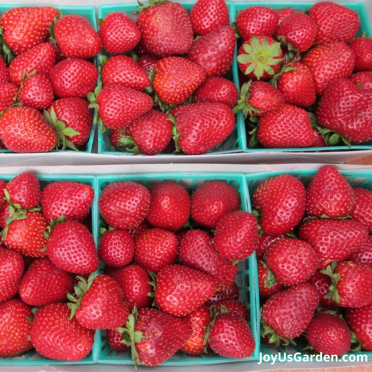 Picked strawberries in fruit baskets being sold at farmers' market.